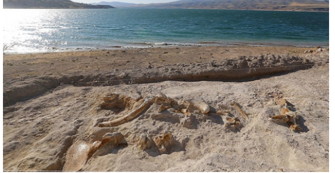 Kayseri'de 7,5 milyon yıllık zürafa fosili bulundu