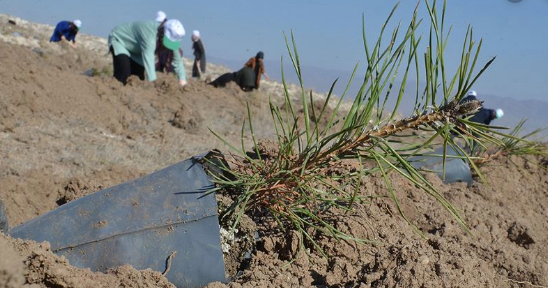 Çorum'da Fidan Dikme Rekoru