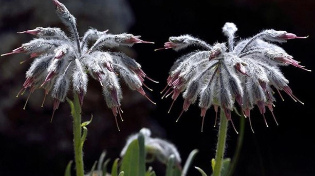 Denizli Yünlügelini