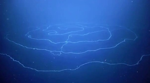 Dünyanın en uzun hayvanı keşfedildi - 2020