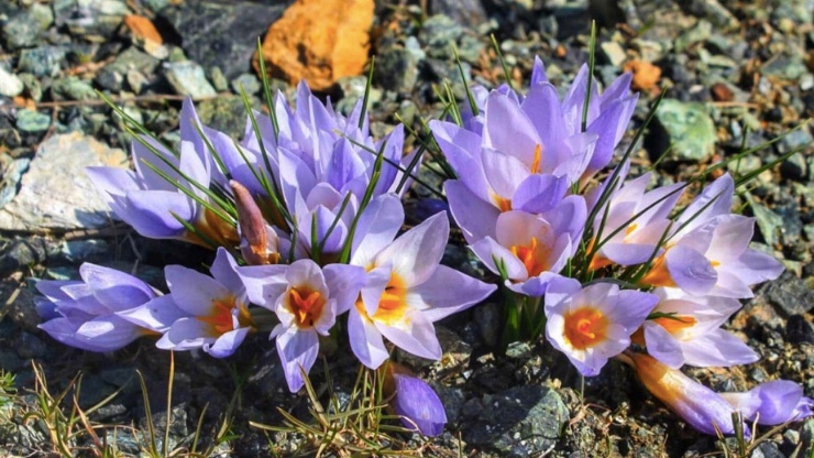Kocaeli'de Endemik Bitki Türü Keşfedildi