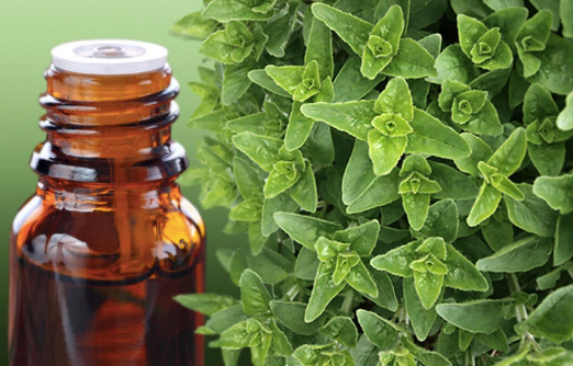 Kekik Yağı ve Faydaları